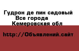 Гудрон де пин садовый - Все города  »    . Кемеровская обл.